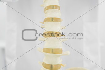 Spine isolated over white background