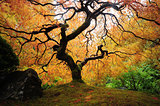 autumn japanese maple