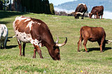 Longhorn Cattle grazing
