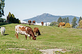 Longhorn Cattle grazing
