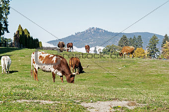 Longhorn Cattle grazing