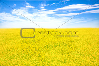 yellow  flower field and blue sky in spring 