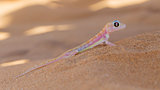 Palmatogecko (Pachydactylus rangei), also known as Web-footed Ge