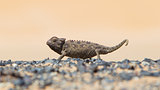 Namaqua Chameleon hunting in the Namib desert