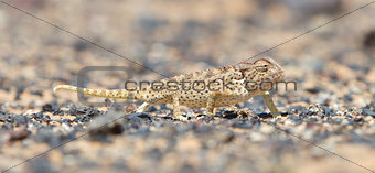 Namaqua Chameleon hunting in the Namib desert