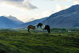 The Iceland horse, or even Icelanders Icelandic horse called, is