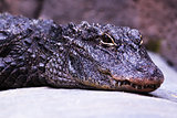 Yangtze Alligator
