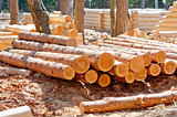 Harvested pine logs at the site of timber processing and assembly log cabins homes