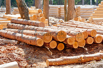 Harvested pine logs at the site of timber processing and assembly log cabins homes