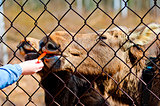 The female hand feeds a young moose carrots through a steel mesh