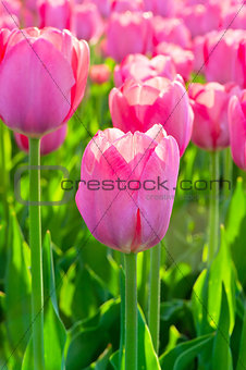 Beautiful spring flowers pink tulips. Shallow DOF
