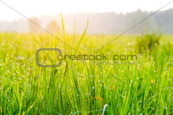 Close-up of fresh grass on meadow