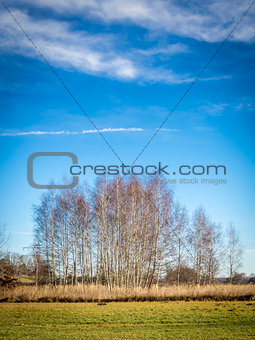 birches with cloudscape