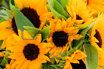 colorful yellow sunflowers macro outdoor