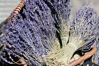 fresh aromatic lavender in basket macro outdoor