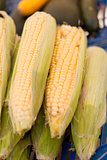 fresh tasty corn macro closeup on market outdoor