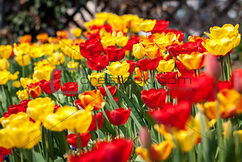 beautiful colorful yellow red tulips flowers 