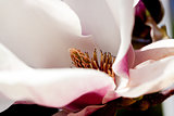 pink magnolia tree flower outdoor in spring