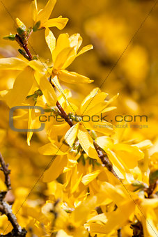 yellow forsythia blossom in spring outdoor