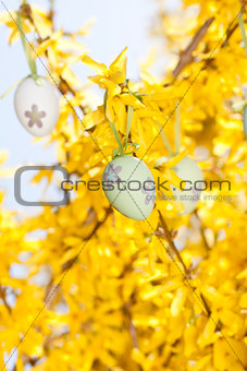 easter egg and forsythia tree in spring outdoor