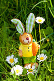 easter bunny outdoor in spring 