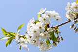 beautiful white blossom in spring outdoor 