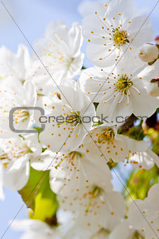 beautiful white blossom in spring outdoor 
