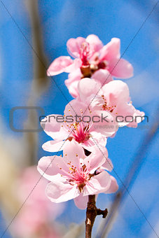 cherry blossom and blue sky in spring 