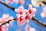 cherry blossom and blue sky in spring 