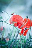 beautiful red poppy poppies in green and blue closeup
