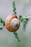 brown snail sitting on geen tree macro closeup