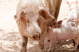 cute little pig piglet outdoor in summer 