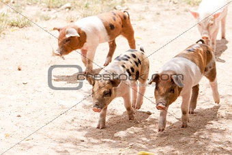 cute little pig piglet outdoor in summer 