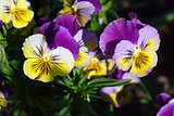 Bright flowers viola