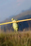 Grasshopper acrobat