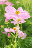 Cosmos pink flower