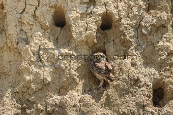 Burrowing Owl (Athene cunicularia) 