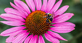 Bee on a pink aster flower