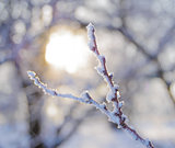 Bare Frozen Branch in the Beautiful Yellow Sun Beams
