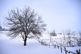 Bare Frozen Tree in Snowy Winter Field under Blue Sky