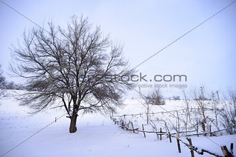Bare Frozen Tree in Snowy Winter Field under Blue Sky