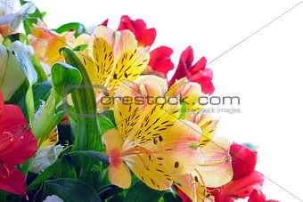 Beautiful Coloured Flowers on the White Background