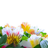 Beautiful Coloured Flowers on the White Background
