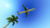 Airplane over the palm tree