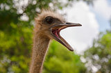  ostrich