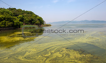  polluted water of Taihu lake 