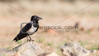 Pied crow (corvus albus)
