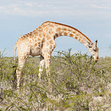 Giraffe in Etosha, Namibia