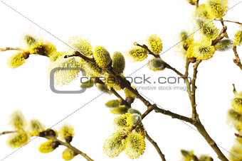 Branches of goat-willow