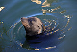 gray seals water